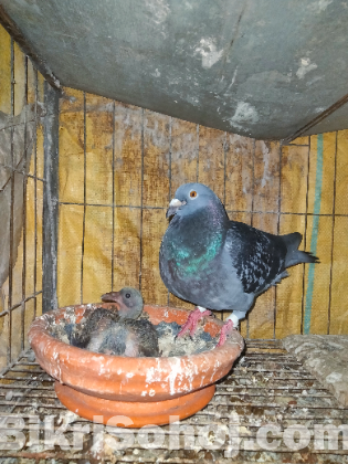 মাক্সি হুমা রানিং নর